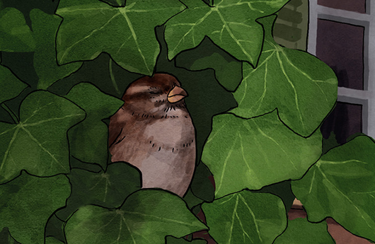 Illustration von einem Haussperling