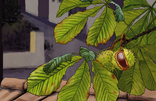 Illustration von einer Rosskastanie