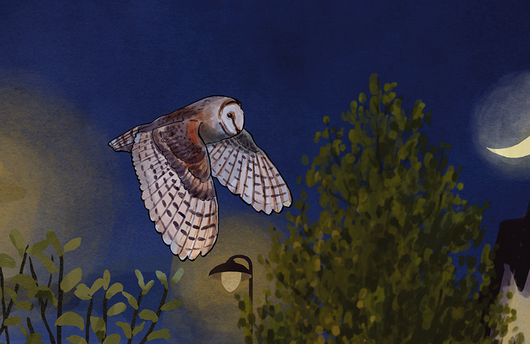 Illustration von einer Schleiereule