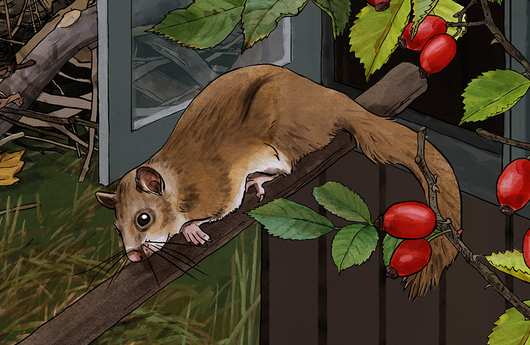 Illustration von einem Siebenschläfer