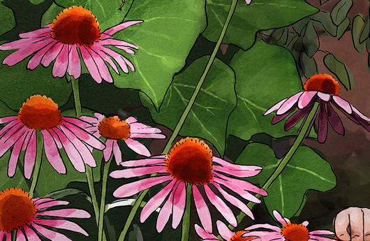 Illustration von Purpur-Sonnenhut
