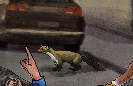Illustration von einem Steinmarder