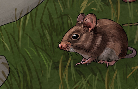 Illustration einer Waldmaus