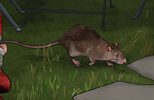 Illustration einer Wanderratte