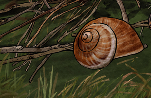 Illustration von einem Weinbergschneckenhäuschen