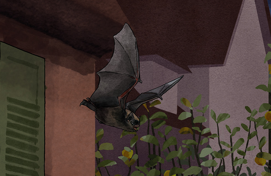 Illustration von einer Zwergfledermaus