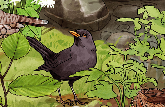 Illustration einer Amsel