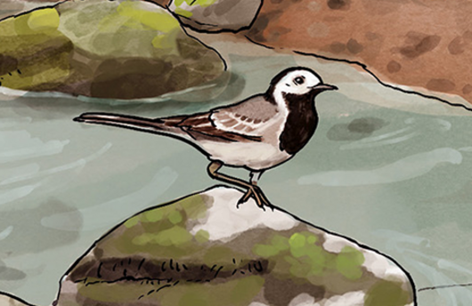 Illustration einer Bachstelze