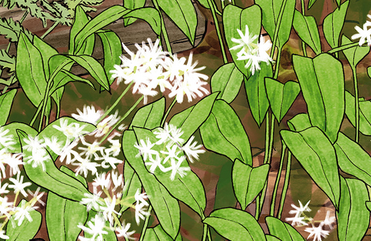 Illustration von Bärlauch