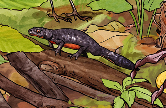 Illustration von einem Bergmolch