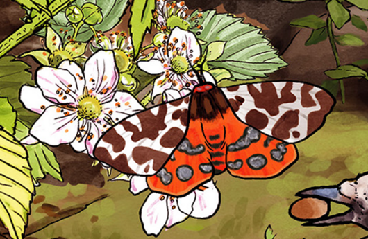 Illustration vom Braunen Bär