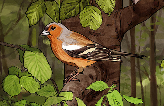 Illustration von einem Buchfink