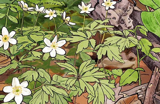Illustration von Buschwindröschen