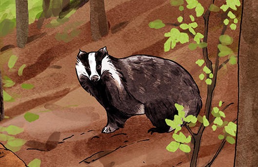 Illustration von einem Dachs