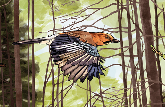 Illustration eines Eichelhähers