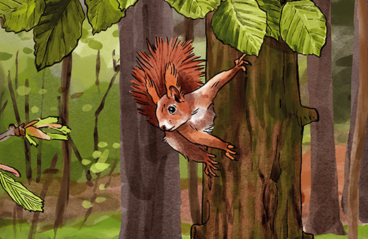 Illustration eines Eichhörnchens