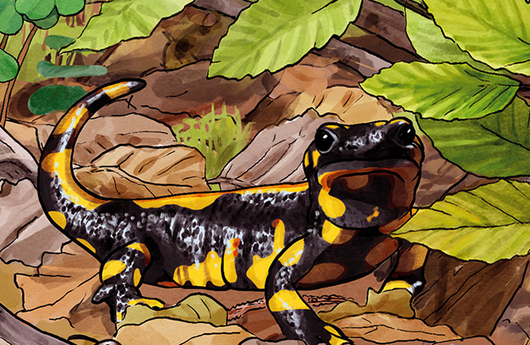 Illustration eines Feuersalamanders