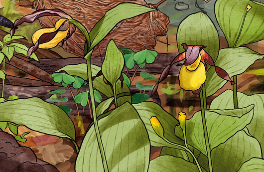 Illustration von Frauenschuh
