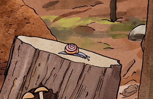 Illustration einer Gefleckten Schnirkelschnecke