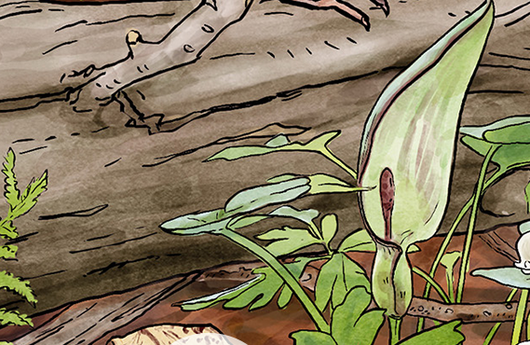Illustration von einem Gemeinen Aronstab