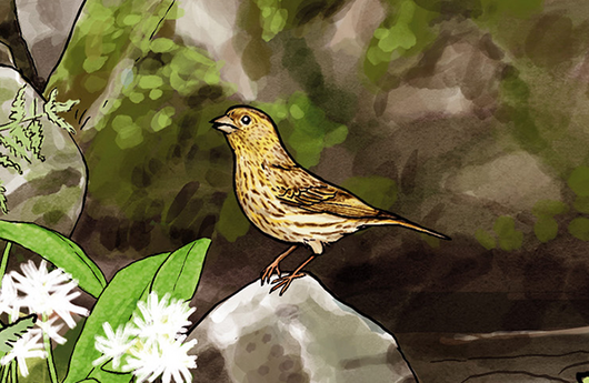 Illustration eines Girlitz