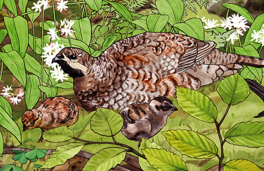 Illustration eines Haselhuhns