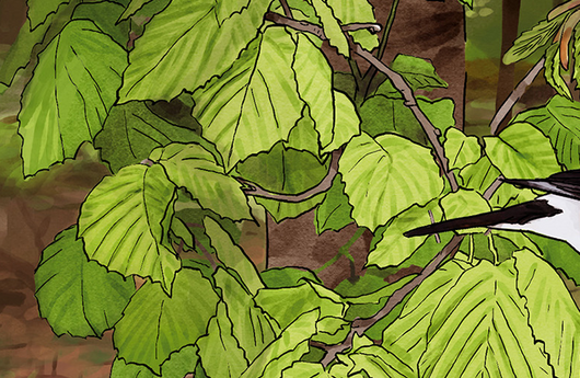 Illustration eines Haselstrauchs