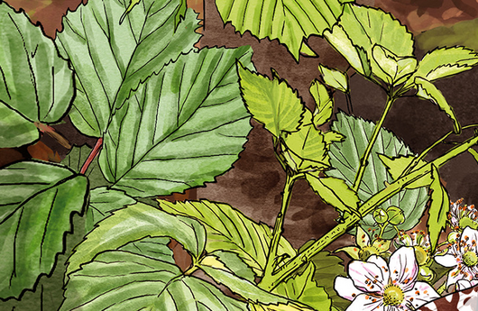 Illustration eines Himbeerstrauchs