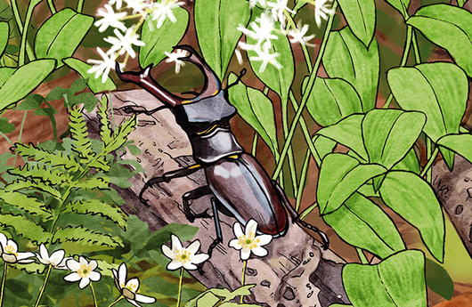 Illustration eines Hirschkäfers