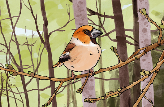Illustration eines Kernbeissers