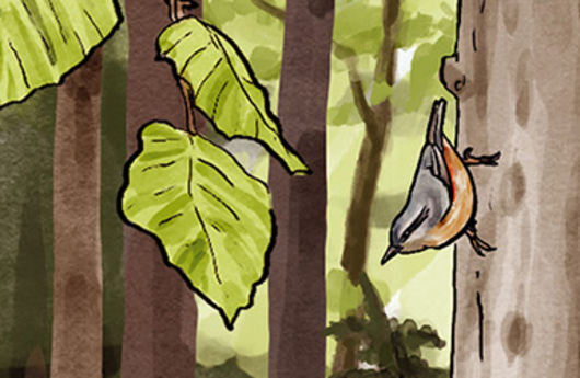Illustration von einem Kleiber