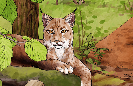 Illustration von einem Luchs