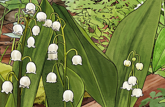 Illustration von Maiglöckchen