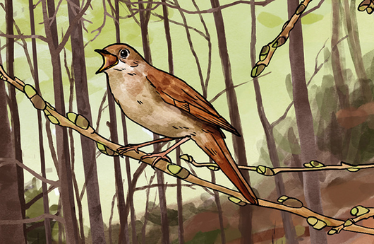 Illustration einer Nachtigall