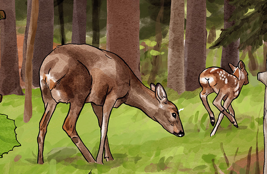 Illustration von Rehen