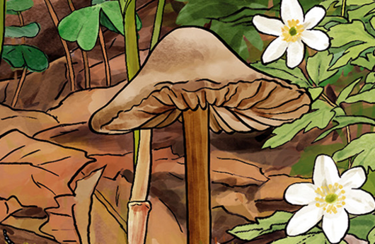 Illustration eines Rosablättrigen Helmlings