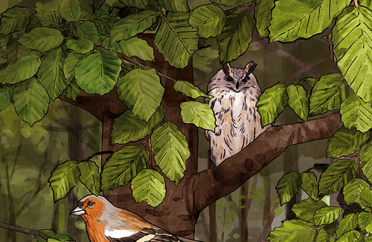 Illustration einer Rotbuche