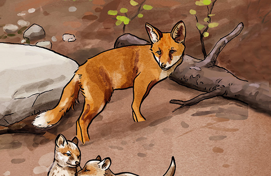Illustration von einem Rotfuchs