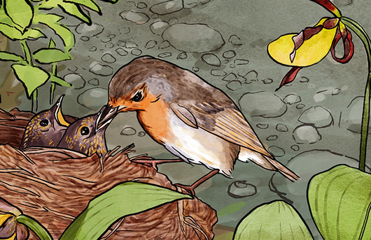 Illustration eines Rotkehlchens