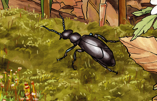 Illustration eines Schwarzblauen Ölkäfers