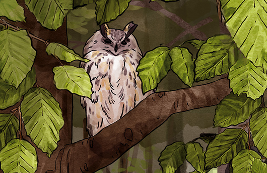 Illustration eines Uhu