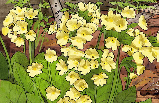 Illustration einer Wald-Schlüsselblume
