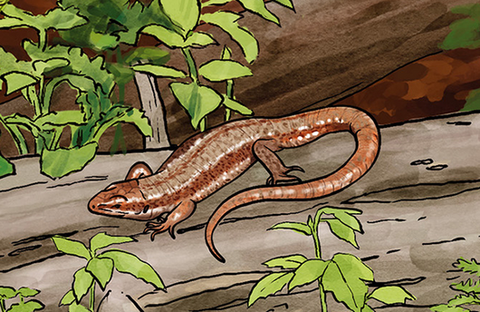 Illustration einer Waldeidechse