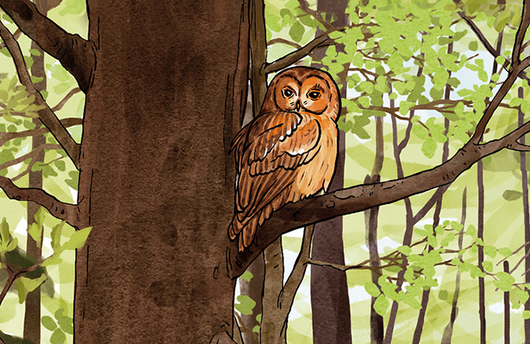 Illustration eines Waldkauz