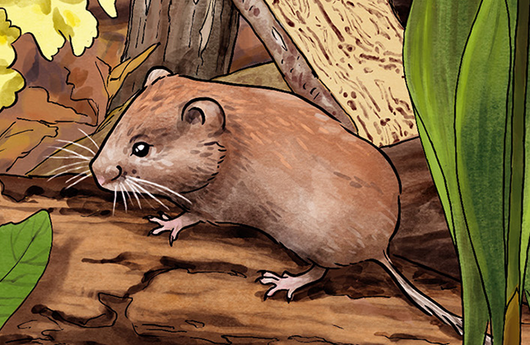 Illustration einer Waldmaus
