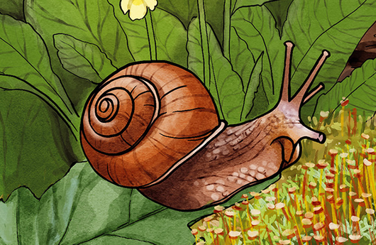 Illustration einer Weinbergschnecke