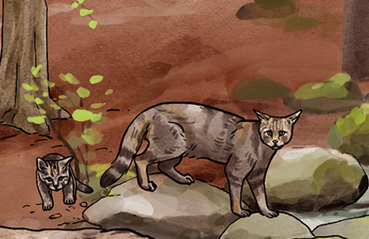 Illustration von Wildkatzen