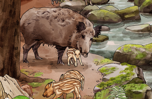Illustration von Wildschweinen
