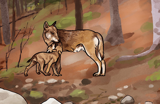 Illustration von einem Wolf