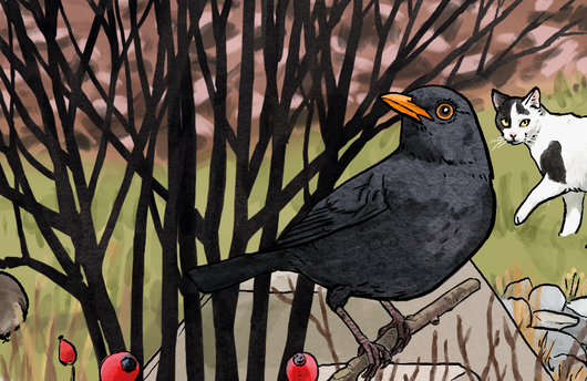 Illustration einer Amsel